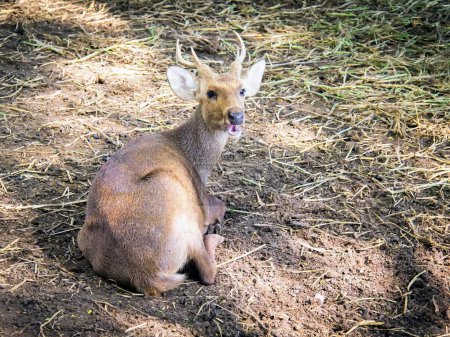 Foto de Una fotografía de un ciervo sentado en la tierra con la boca abierta. - Imagen libre de derechos