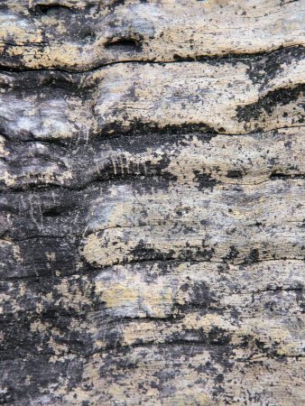 a photography of a close up of a tree trunk with a small insect on it.