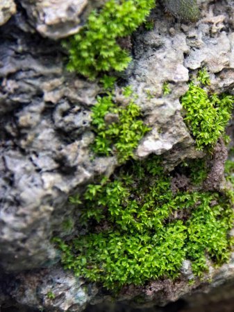 Foto de Una fotografía de una roca musgosa con una pequeña planta verde creciendo en ella. - Imagen libre de derechos
