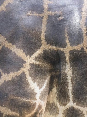 eine Fotografie von Hals und Hals einer Giraffe mit einem Muster darauf.