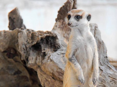 a photography of a meerkat standing on a log in a zoo.