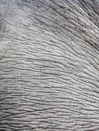 eine Fotografie der Haut eines Elefanten mit einem sehr langen Muster.