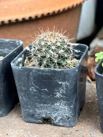 Téléchargez les photos : Une photographie d'un couple de pots avec quelques plantes en eux. - en image libre de droit