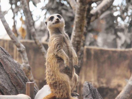 a photography of a meerkat standing on a rock in a zoo.