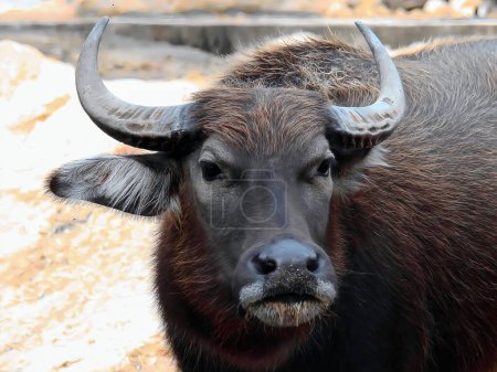 Foto de Una fotografía de un búfalo con cuernos grandes de pie en un campo de tierra. - Imagen libre de derechos