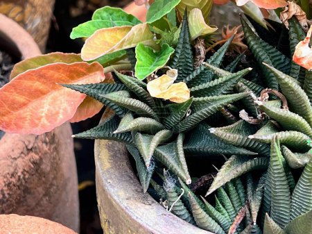 une photographie d'une plante en pot avec beaucoup de feuilles.