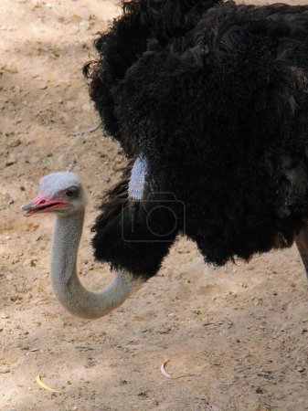 Foto de Una fotografía de un avestruz está de pie en la tierra. - Imagen libre de derechos