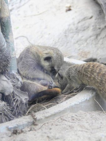 Foto de Una fotografía de dos pequeños animales están jugando juntos en la tierra. - Imagen libre de derechos