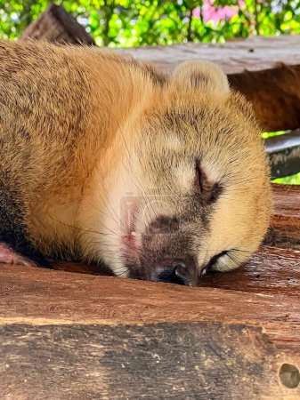 Téléchargez les photos : Une photographie d'un animal endormi sur un banc en bois. - en image libre de droit