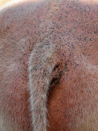 eine Fotografie eines Pferdes mit einem Haarfleck auf dem Rücken.