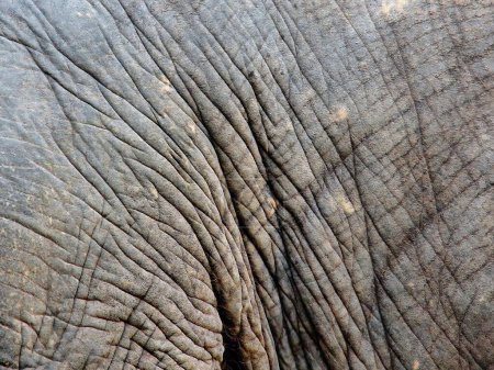 eine Fotografie der Haut eines Elefanten mit Falten und Falten.