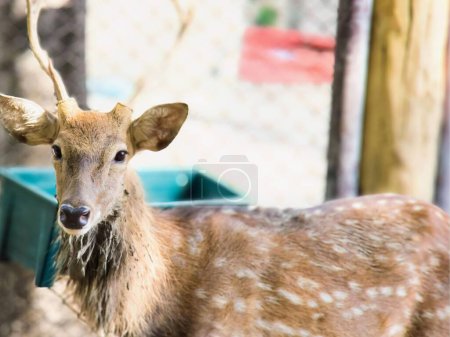 Photo for A photography of a deer standing next to a blue container. - Royalty Free Image