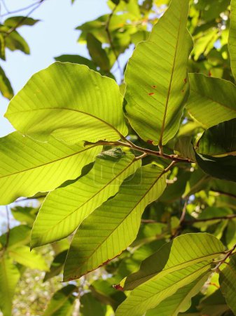 une photographie d'un arbre à feuilles vertes avec un ciel bleu en arrière-plan.