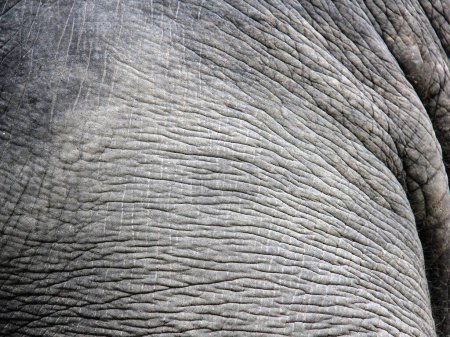 eine Fotografie der Haut eines Elefanten mit einem sehr langen Stoßzahn.