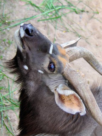une photographie d'un gros plan d'une antilope avec une longue corne.