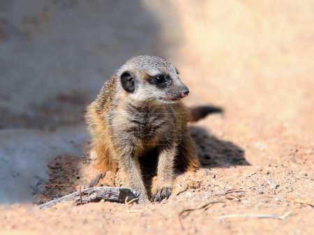Foto de Una fotografía de un pequeño suricata de pie sobre un suelo de tierra. - Imagen libre de derechos