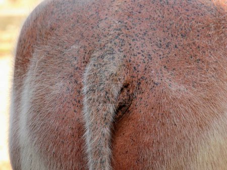 Photo for A photography of a horse with a patch of hair on its back. - Royalty Free Image