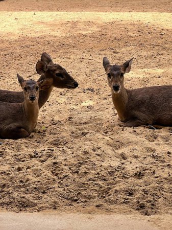 Foto de Una fotografía de tres ciervos tendidos en la arena. - Imagen libre de derechos