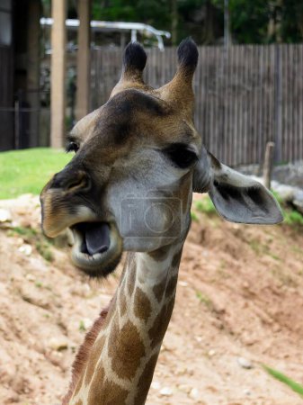 Téléchargez les photos : Une photographie d'une girafe avec la bouche ouverte et la langue ouverte. - en image libre de droit