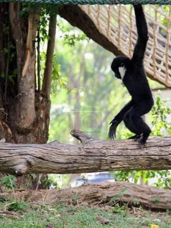 Foto de Una fotografía de un mono colgado de una cuerda con un pájaro. - Imagen libre de derechos