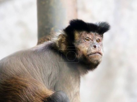 una fotografía de un mono con un pelo muy largo sentado en un poste.