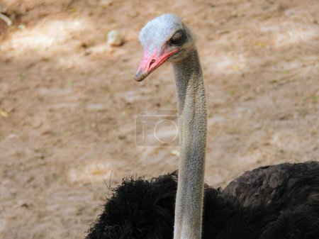 Fotografie einer Nahaufnahme eines Vogels mit einem sehr langen Hals.