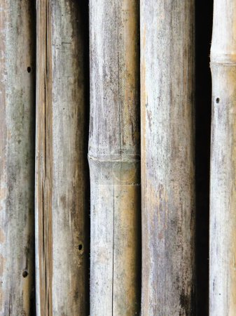 a photography of a bunch of bamboo poles with a black background.