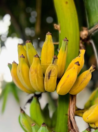 Foto de Una fotografía de un ramo de plátanos colgando de un árbol. - Imagen libre de derechos