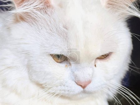Téléchargez les photos : Une photographie d'un chat blanc avec un très grand œil. - en image libre de droit