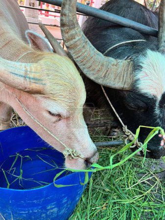 Photo for A photography of two goats eating grass from a blue bowl. - Royalty Free Image