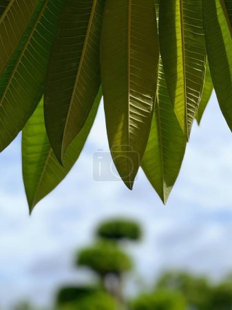 une photographie d'un arbre aux feuilles vertes et au ciel bleu.