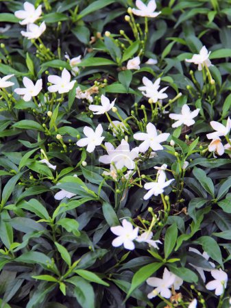 a photography of a bush of white flowers with green leaves.