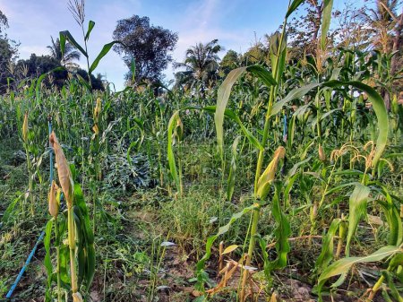 Foto de Una fotografía de un campo de maíz con una manguera azul en el medio. - Imagen libre de derechos