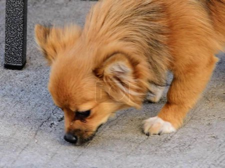 ein Foto eines kleinen Hundes, der ein Stück Futter auf dem Boden erschnüffelt.