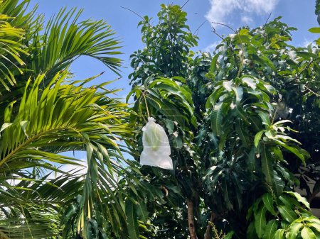 Foto de Una fotografía de una bolsa blanca colgada de un árbol en un jardín tropical. - Imagen libre de derechos