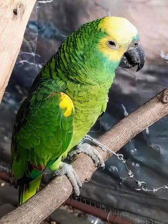 a photography of a parrot sitting on a branch in a zoo.