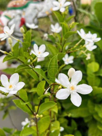 eine Fotografie eines Straußes weißer Blumen in einem Garten.