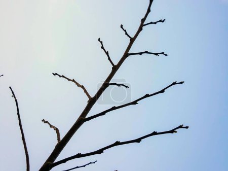 una fotografía de un árbol desnudo sin hojas y un cielo azul.