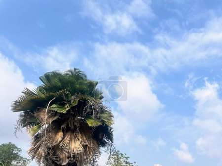 a photography of a palm tree with a sky background.