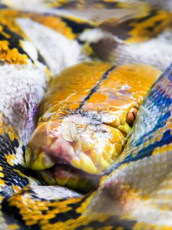 Téléchargez les photos : Une photographie d'un serpent enveloppé dans une pellicule plastique avec la bouche ouverte. - en image libre de droit