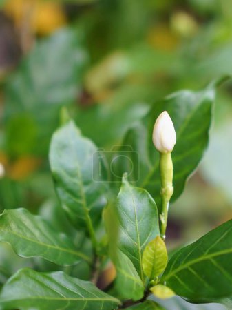 a photography of a white flower budding on a green leaf.