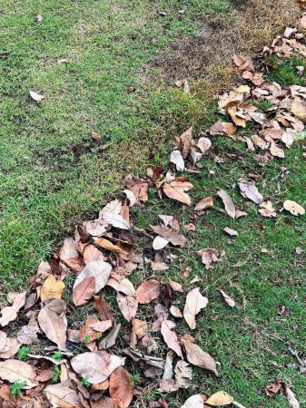 eine Fotografie eines Feuerhydranten ist von Blättern auf dem Gras umgeben.