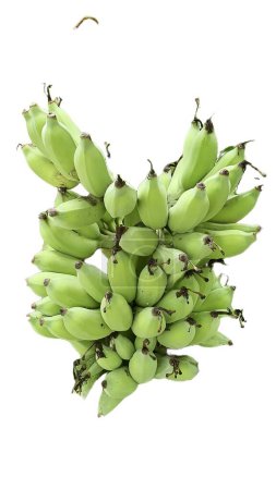 Foto de Una fotografía de un ramo de plátanos verdes colgando de un árbol. - Imagen libre de derechos