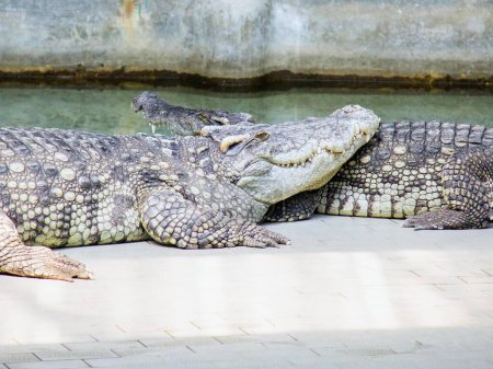 eine Fotografie einer Gruppe Alligatoren, die auf dem Boden liegen.