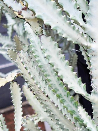 una fotografía de una planta de cactus con muchas hojas.