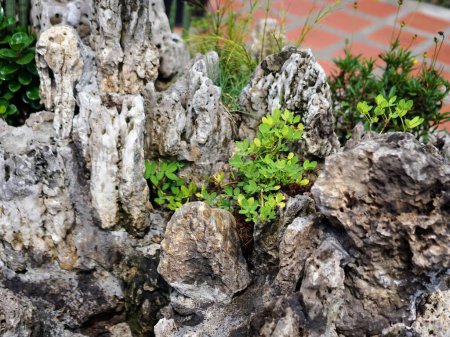 Foto de Una fotografía de una pared de piedra con una planta que crece fuera de ella. - Imagen libre de derechos
