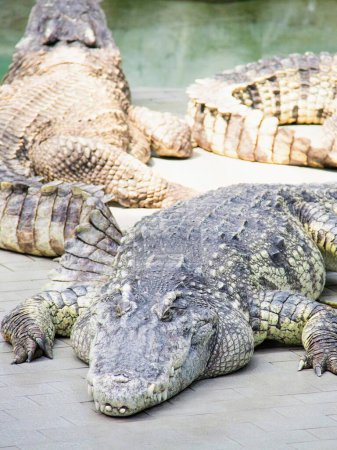 eine Fotografie einer Gruppe Alligatoren, die auf dem Boden liegen.
