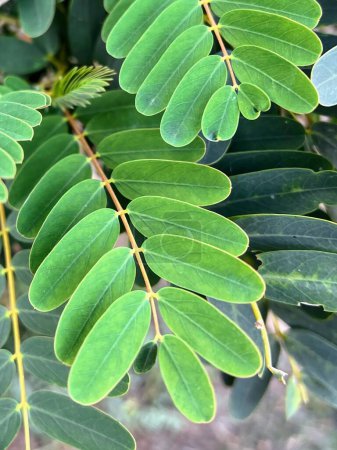 a photography of a close up of a plant with green leaves.