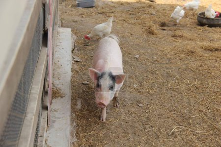 eine Fotografie eines Schweins, das mit Hühnern in einem Stall steht.