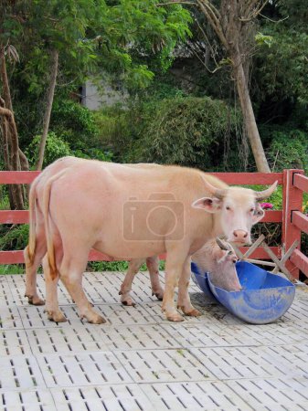 Photo for A photography of a cow standing on a wooden deck eating from a blue bowl. - Royalty Free Image